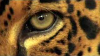 WWF TVSpot Amazonie [upl. by Thier]