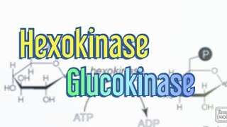 Hexokinase Glucokinase Biochemistry [upl. by Asuncion360]