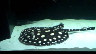 Potamotrygon Leopoldi  Black Diamond Stingray Feeding [upl. by Emalia537]