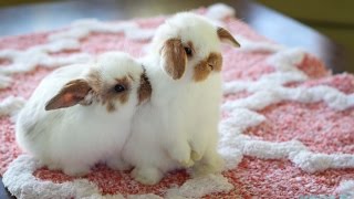 Cute Baby Holland Lop Bunnies Playing Inside the House [upl. by Lehar1]