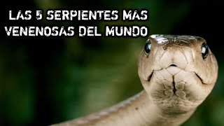 LAS 5 SERPIENTES MAS VENENOSAS DEL MUNDO [upl. by Black682]