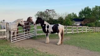 Introducing my new Gypsy Vanner horse to the herd [upl. by Orfield]