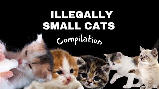 Illegally Small Cats [upl. by Ilan]