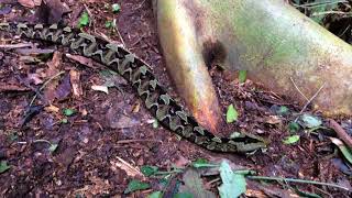 Rhinoceros Viper Bitis nasicornis [upl. by Izak]