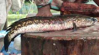 Big Soal Fish Cutting By Expert Fish Cutter  Amazing Cutting Skills [upl. by Jet]