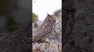 Great horned owl sounds 🤎 [upl. by Jollenta]