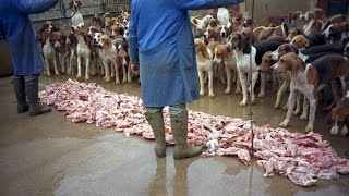 Feeding hounds in the Château de Cheverny France [upl. by Panther]