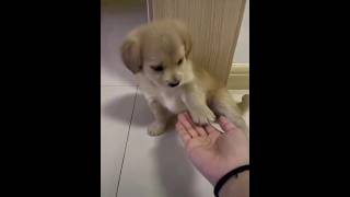 Handshake 🤝 trendingshorts ytshorts trending puppy handshake love [upl. by Heimer]