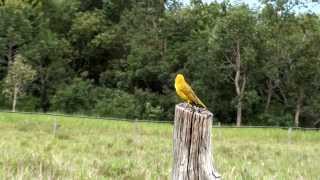 CANTO do CANÁRIODATERRA SICALIS FLAVEOLA SAFFRON FINCH CANARINHO CABEÇADEFOGO [upl. by Alegnasor]