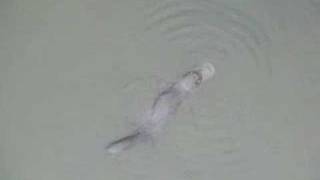 Platypus in the Queanbeyan River Queanbeyan NSW [upl. by Buford]