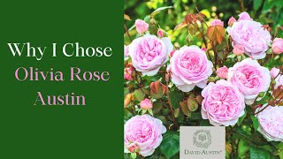 Why I chose Olivia Rose David Austin Roses  Unboxing  Planting Olivia Rose [upl. by Schuman396]