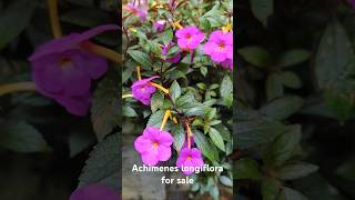 Achimenes longiflora for salecontact 8848548939 achimenes flowers shorts garden plants online [upl. by Marline]