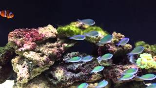 Chromis Viridis [upl. by Oel]