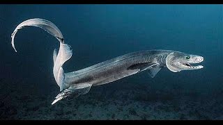 Frilled shark [upl. by Savdeep]