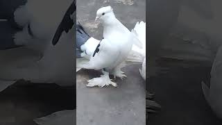 fantail pigeon breeding pair😍 [upl. by Aninay]