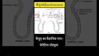 morphology and anatomy of earthwormviral shorts science study students biology biologyclass12 [upl. by Atoel]