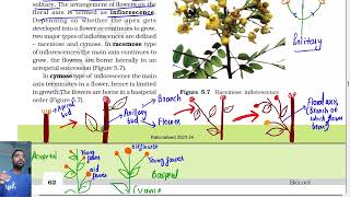 Morphology of flowering plants class 11  Inflorescence  Ncert line by line Part 3 [upl. by Troyes28]