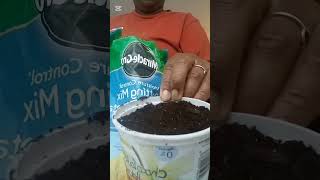 Repotting Chocolate Habanero indoorgarden homegardening urbangardening shorts hotpeppers [upl. by Ynetsed733]