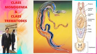 class monogenea and trematoda [upl. by Felice]