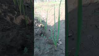 Best herbicide for weeds control in garlic field  farming  farming garlic [upl. by Sung]