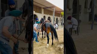 Stallion  Lal Badshah🏇 marwari horse horses horseracing horseriding horselover horseracing [upl. by Ferris]