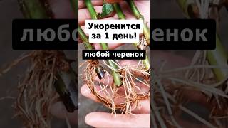 Самый эффективный способ укоренения любых черенков огород сад дача цветы [upl. by Cheffetz428]