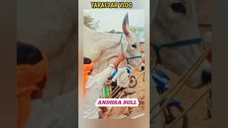 ANDHRA BULL🐄 👌 YouTube shorts video short ANDHRABULL [upl. by Ebag175]