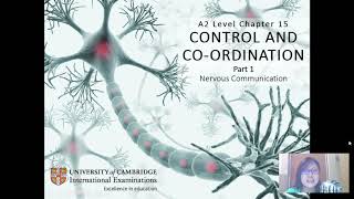 Chap 15 Part 1a Structure of Neurones  Cambridge ALevel 9700 Biology [upl. by Maddy]