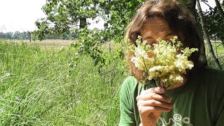 Mädesüß Filipendula ulmaria  Standort Bestimmung Inhaltsstoffe Wirkung Verwendung Geschichte [upl. by Pressman695]