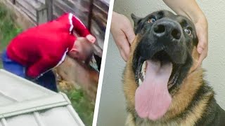 Dog Rescued From Abusive Owner By The RSPCA [upl. by Beberg]