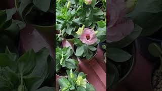 Flowers More Beautiful than Rose Lisianthus flowering plant beautifulflowers shortvideo [upl. by Itsur]