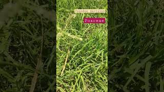 Cynodon dactylon।।Grass। herbs grassplant nature field life exploration Plantinvestigation [upl. by Paulo]