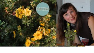 Cinquefoilpotentilla fruticosaperennial shrubhow to growpruning tips [upl. by Anisamot]