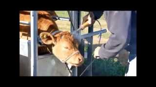 dehorning our Limousin calves [upl. by Iruahs]