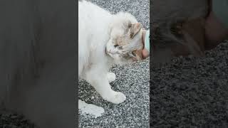 GATTA COCCOLONA cat shorts catlover shortvideo shortsyoutube cats [upl. by Oigimer88]