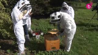 100 000 abeilles à laéroport de Zaventem [upl. by Serge]