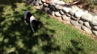 Old Min Pin Shows New Rat Terrier How Its Done [upl. by Parris280]