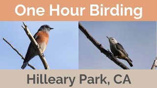 One Hour Birding Hilleary Park in Poway CA Sep 2023 [upl. by Sonahpets656]