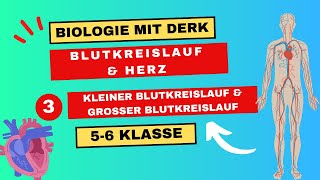 Blutkreislauf amp Herz  3  Kleiner und Großer Blutkreislauf  5 amp 6 Klasse [upl. by Brennan]