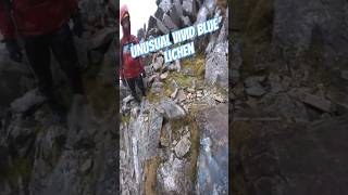 INCREDIBLE bluecolour lichen on mountain rocks in SNOWDONIA snowdonia lichen mountains rain [upl. by Eniar352]