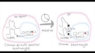 Video synopsis snoRNA Host Gene long noncoding RNA affects cell fate control EMBO Journal [upl. by Linad888]