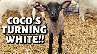 WHY IS MY BLACK WOOLED LAMB TURNING WHITE Vlog 288 [upl. by Neille]