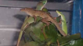 Behold Anoles [upl. by Ronaele]