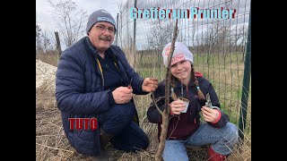 TUTO greffer un prunier  Contente de multiplier les variétés cultivées par mon arrière grand père [upl. by Idell893]