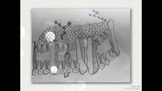 structure of plasma membrane diagram of cell membrane  fluid mosaic model of plasma membrane [upl. by Doowron]