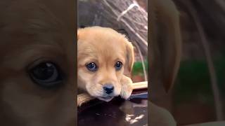 Cute puppy video ll sweet puppy cute cutedog animals short youtubeshorts youtube doglover [upl. by Atsok105]