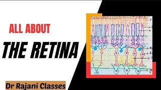 The Retina l Physiology l Layers l Rods amp Cones l Function l Retinal Disorders l Simplified [upl. by Eiramac]