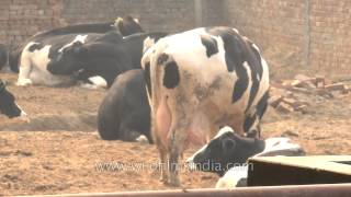 Dairy farm in Punjab [upl. by Girovard]