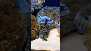 Zebra mbuna  Satisfya  zebrafish zebra fishtank aquariumchannel aquariumshow shorts views [upl. by Sula]