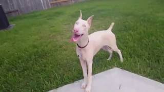 The white doberman pinscher [upl. by Wadell]